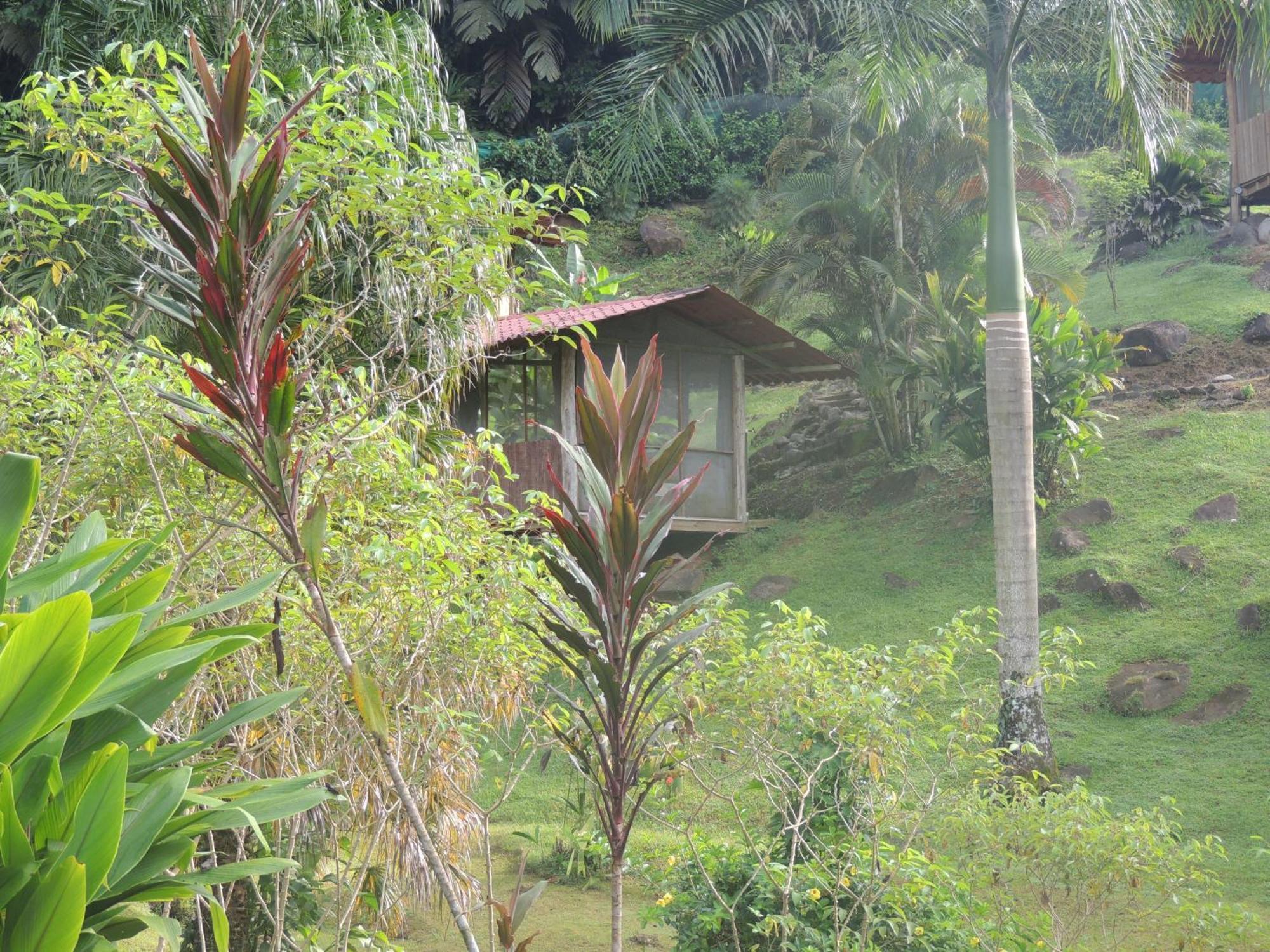Pacuare River Lodge Bajo Tigre Bagian luar foto