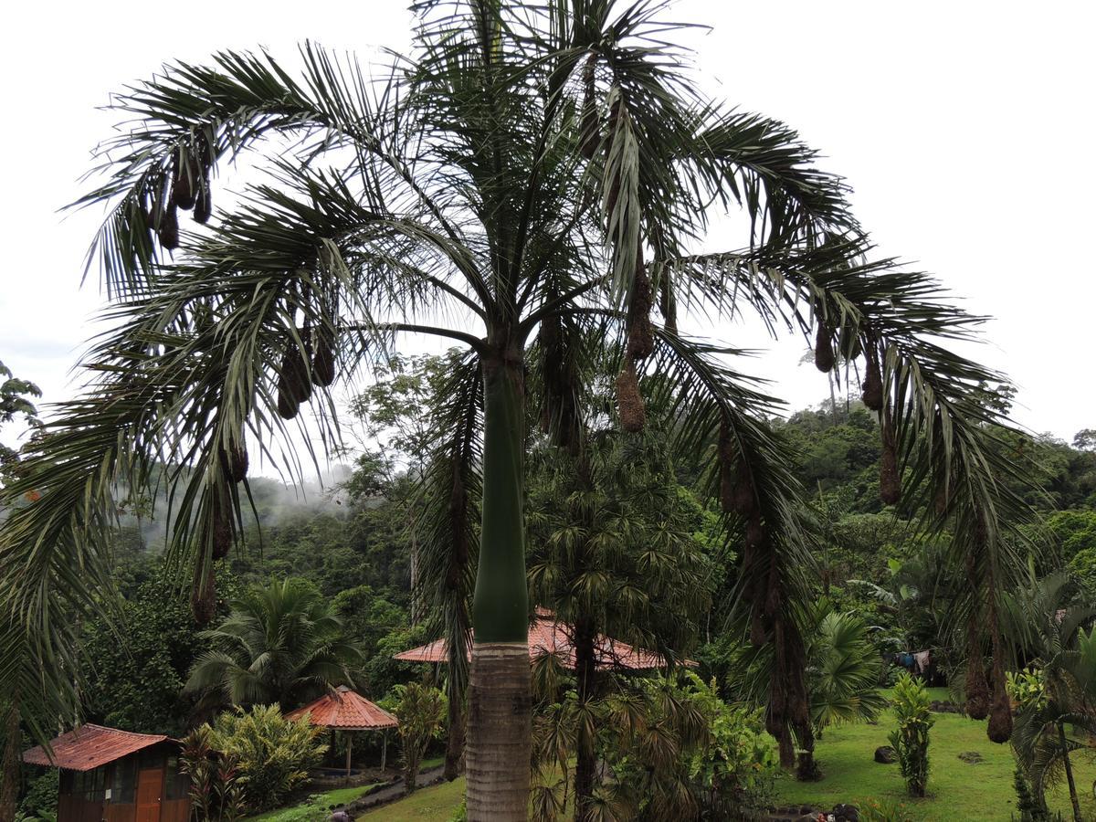 Pacuare River Lodge Bajo Tigre Bagian luar foto